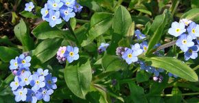 Vergeetmenietje / Hans Peeters