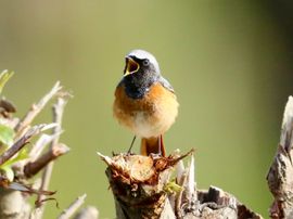 Gekraagde Roodstaart zingt het hoogste vrijheidslied