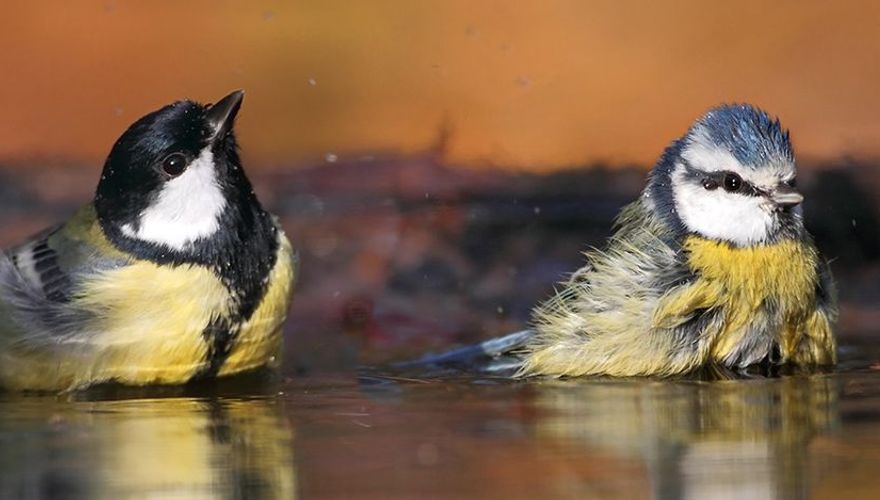 Koolmees en pimpelmees / Koos Dansen