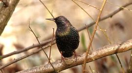 Spreeuw in de ochtendzon!