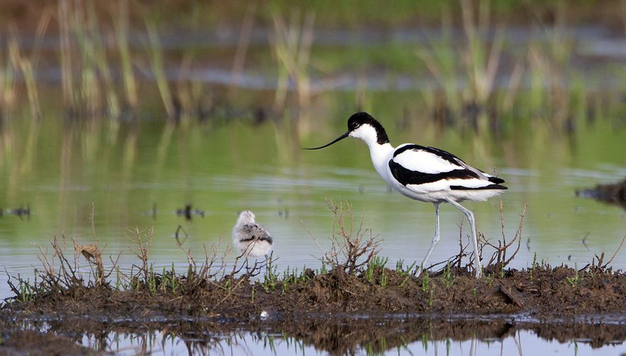 Kluut met jong / Birdphoto