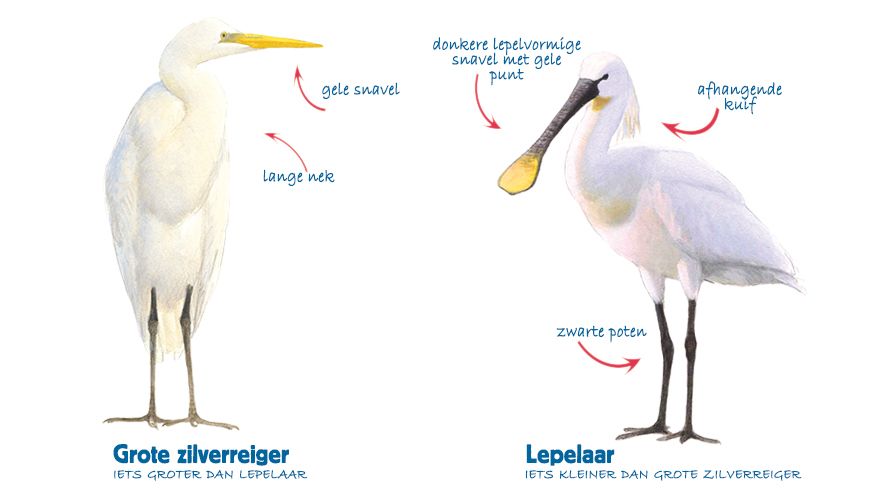 Infographic grote zilverreiger - lepelaar