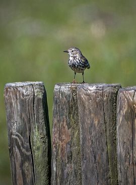 Even uitrusten op een paaltje in de zon