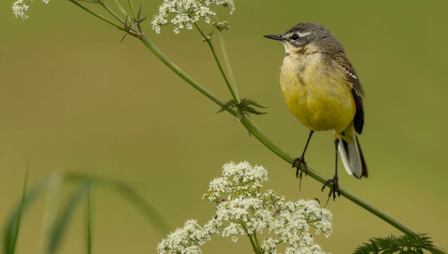 Gele kwikstaart / Daan Meeusen Vogelbescherming Vogelfotogalerij