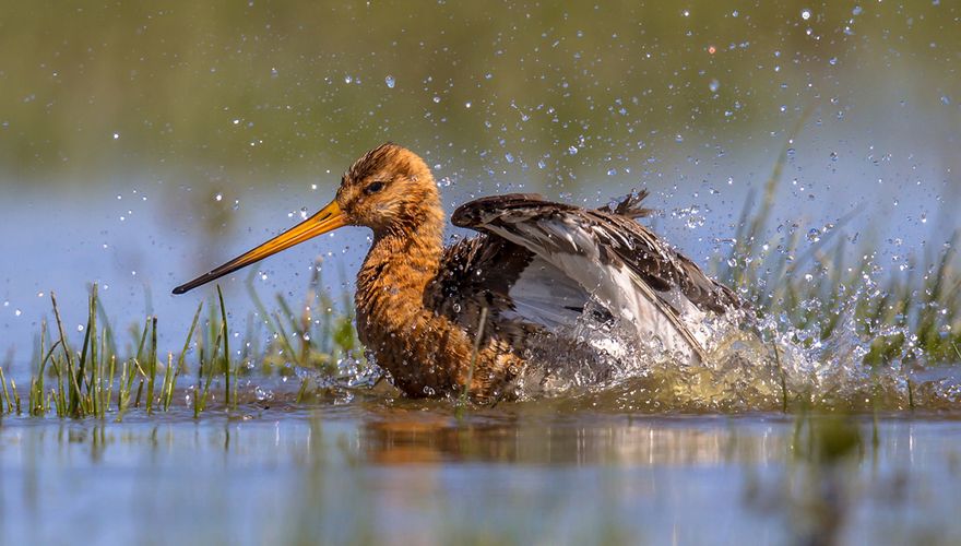 Grutto / Shutterstock