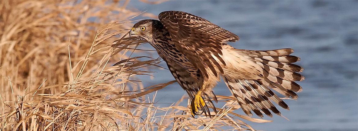 Even de havik | Vogelbescherming