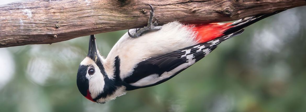 Grote bonte specht / Wilma Hoeve, Fotogalerij