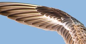 Vleugel van kanoet / Shutterstock