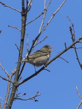 Zingen uit volle borst