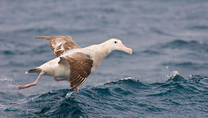 Juveniele albatros / iStock