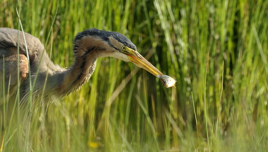 Purperreiger / Jelle de Jong