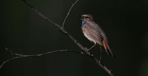 Blauwborst / Coen Voorink Fotogalerij