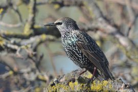 Prachtig winterkleed