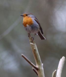 Roodborstje Loonse en Drunense Duinen