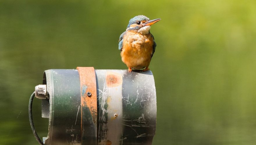 ijsvogel / Hans Peeters