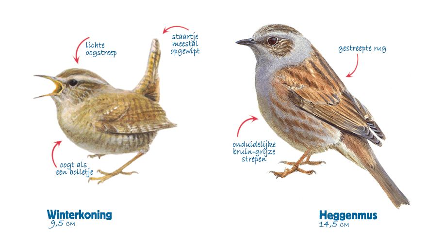 Infographic winterkoning en heggenmus