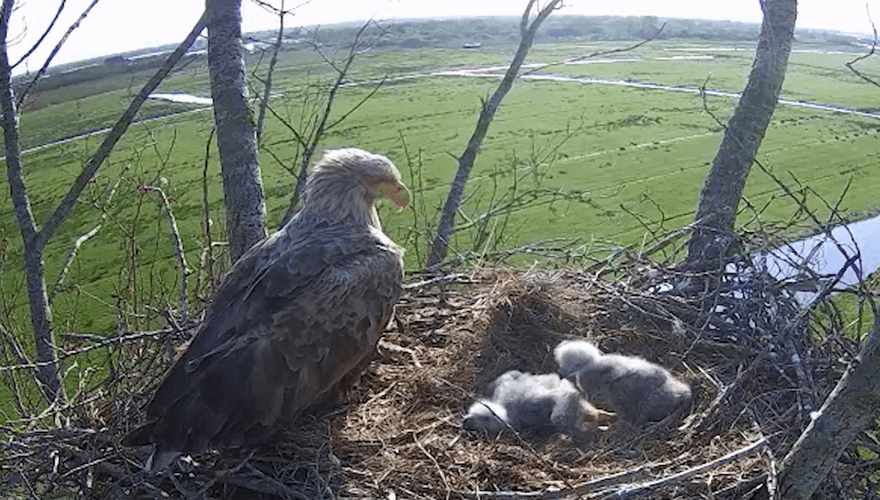 Videostill beleef de lente