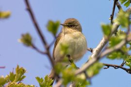  De lente is weer begonnen