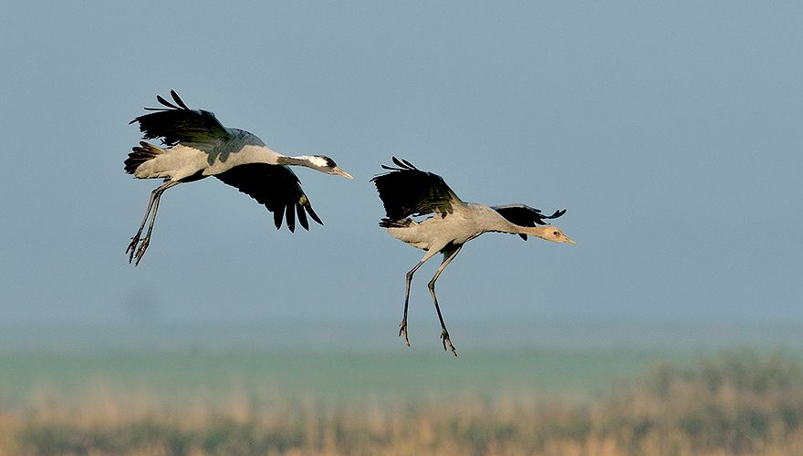 Kraanvogel / Jelle de Jong