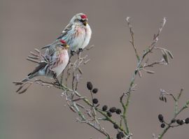 Robijnen met vleugels