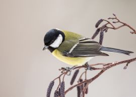 de nummer 1 in onze tuin