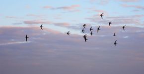 Gierzwaluw / Shutterstock