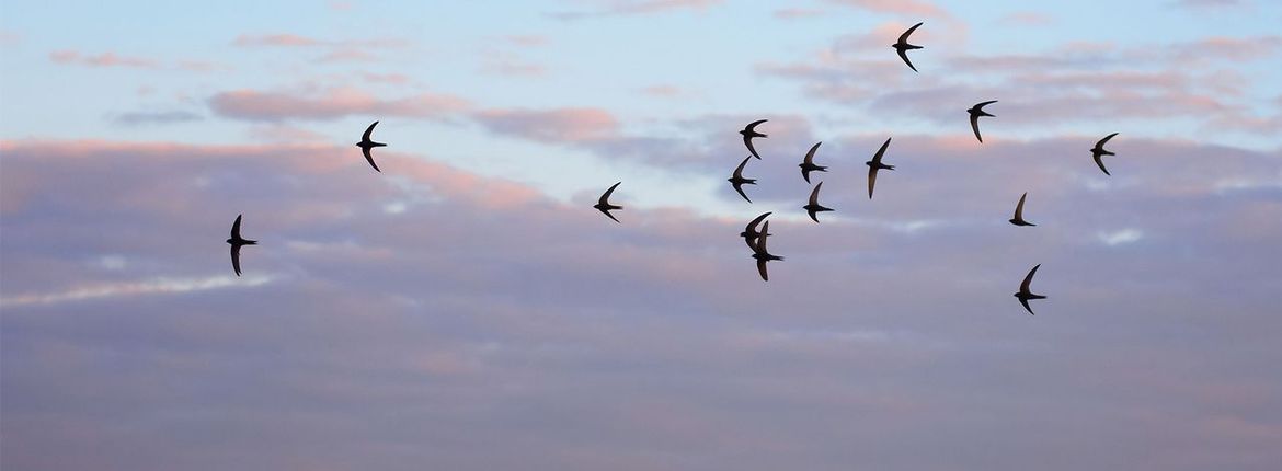 Gierzwaluw / Shutterstock