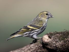 Een toevallige passant...