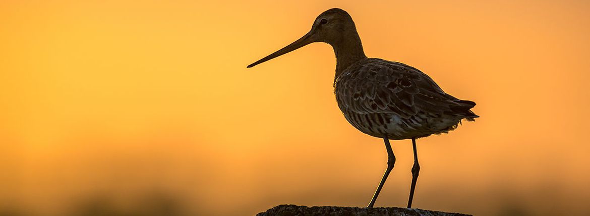 Grutto / Shutterstock