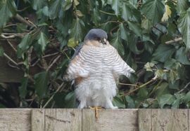 Bezoek in de tuin door een mannetjes sperwer.