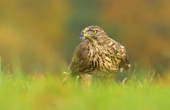 jonge havik/ shutterstock