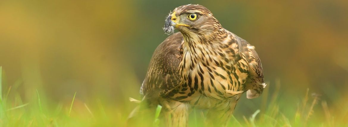 jonge havik/ shutterstock