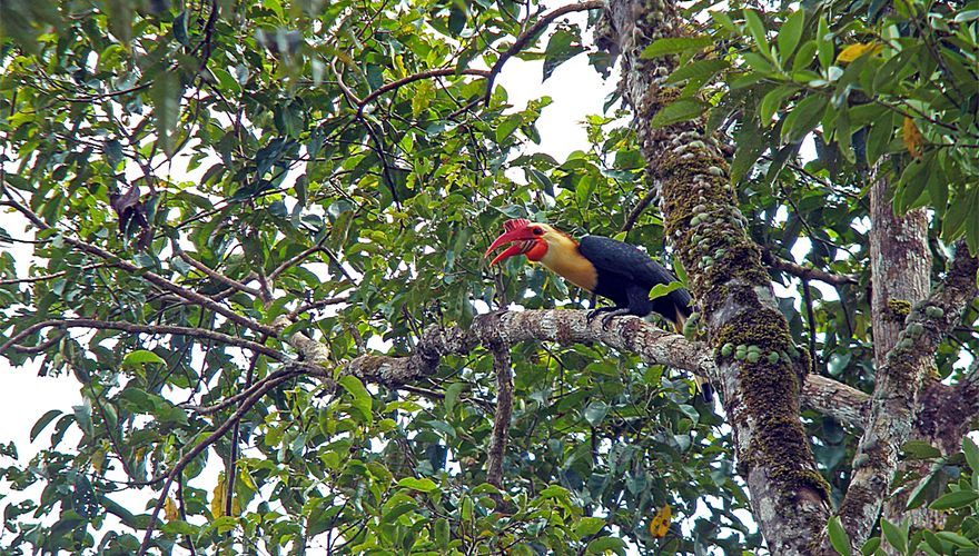 Writhed-Hornbill -  Pete Morris AGAMI
