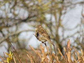 Gewoon in de tuin 