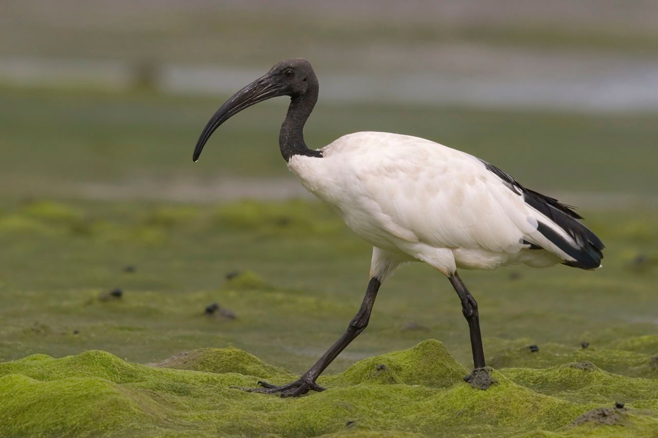 Ибис животное фото Heilige ibis Vogelbescherming