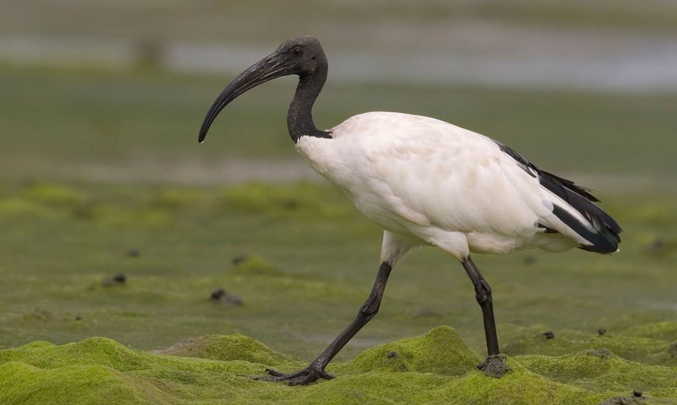 Heilige ibis / Agami