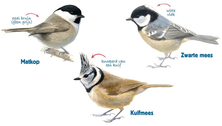 Infographic matkop - kuifmees - zwarte mees