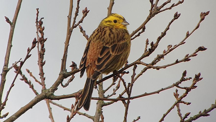 Geelgors / Gerard van Aalst