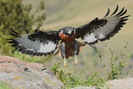 Augur Buizerd valt in bij voederplaats