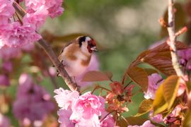 Putter in de Japanse Sierkers