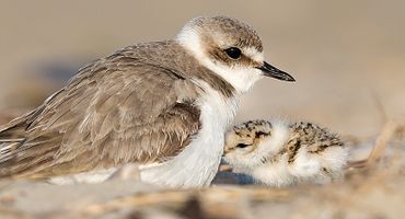 Strandplevier / Shutterstock