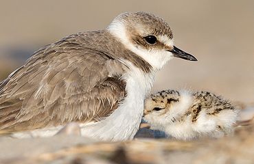 Strandplevier / Shutterstock