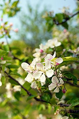 Appelboom / Shutterstock