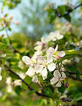 Appelboom / Shutterstock