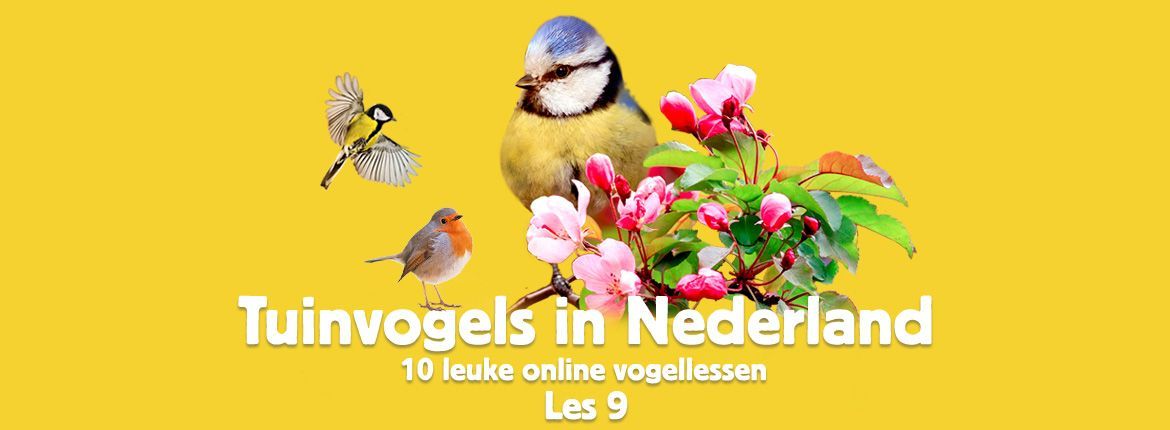 Header Tuinvogels in Nederland