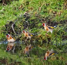 Puttertjes en spiegelbeeld 