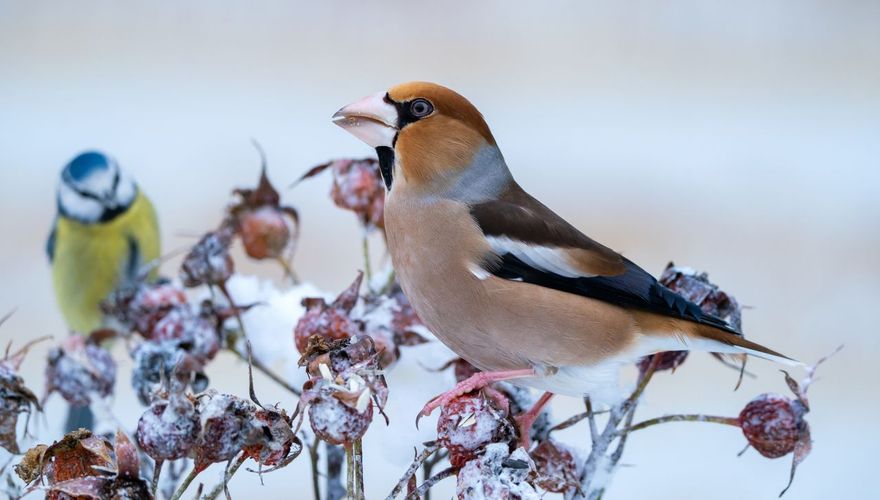 Appelvink en pimpelmees op rozenbottels / iStock