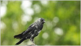 Niet alles is zwart wit. 