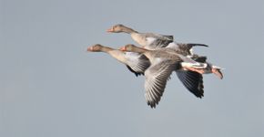 Grauwe gans / Fotogalerij