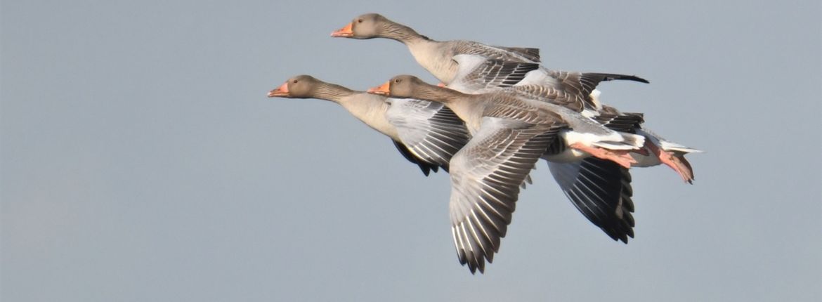 Grauwe gans / Fotogalerij